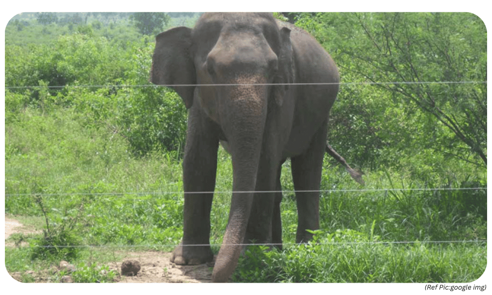 HPAS Editorial: Solar Fencing: A Sustainable Solution to Human-Elephant Conflict in Sirmaur District