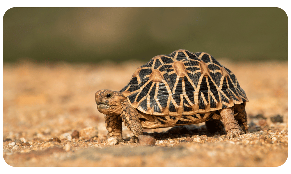 UPSC: Genetic Breakthrough: Two Distinct Groups of Indian Star Tortoise Identified!